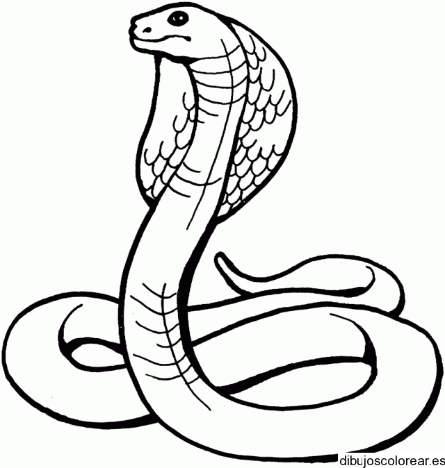 Dibujo de una serpiente cobra | Dibujos para Colorear