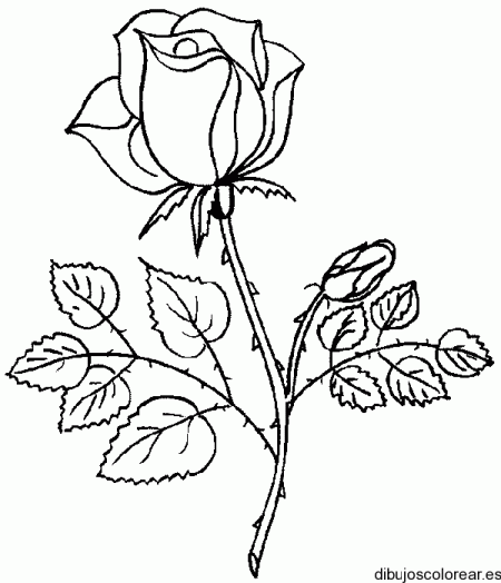dibujos-flores-rosas