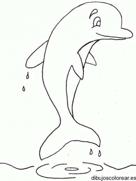Dibujo De Un Delfín Escurriendo Agua