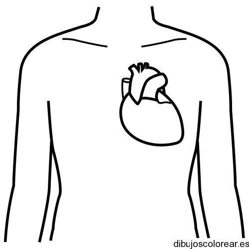 Dibujo de un corazón humano