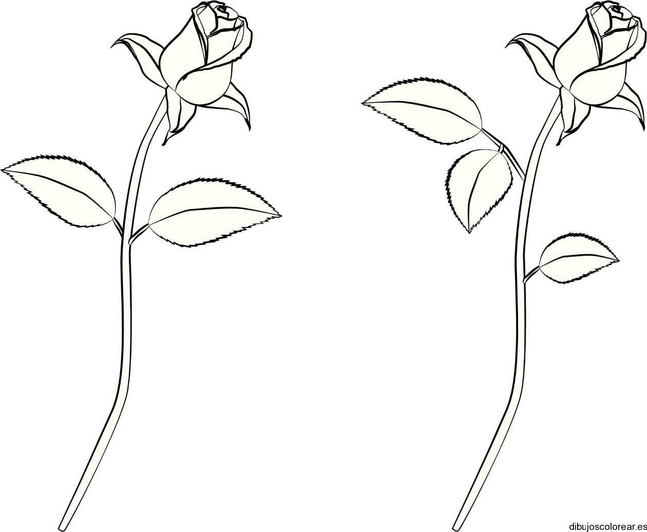 Featured image of post Dibujos De Rosas Para Dibujar Dibujos de rosas para colorear