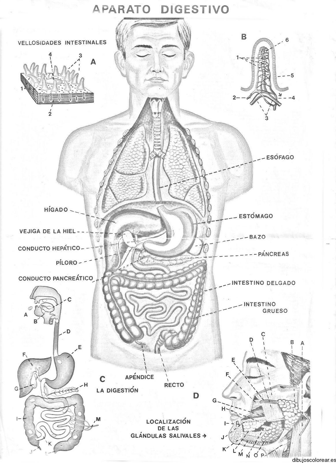 Dibujo del sistema digestivo
