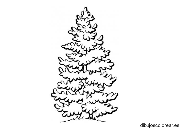 Dibujo de un pino de pequeño tamaño