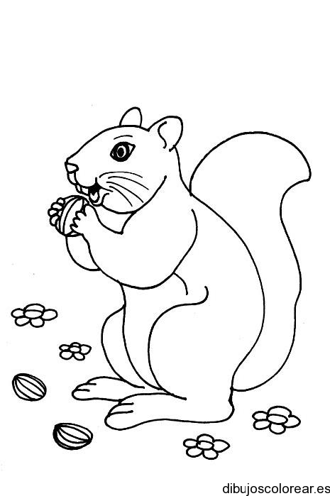 Dibujo de una ardilla comiendo nueces
