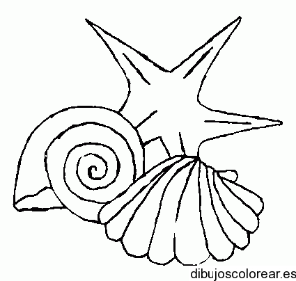 Dibujo de estrella y conchas de mar