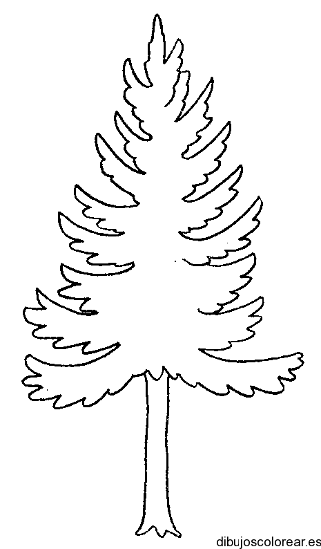 Dibujo de un pino