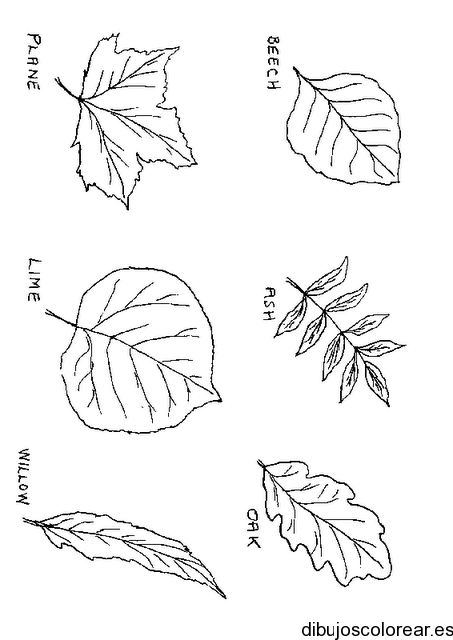 Dibujo de las clases de hojas
