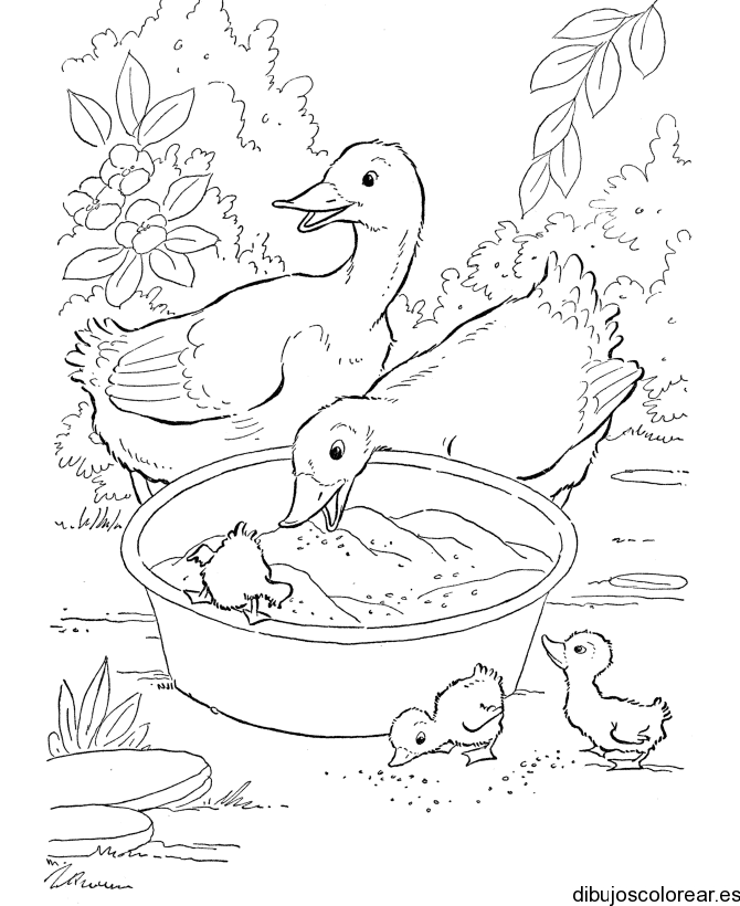 Dibujo De Patos Comiendo