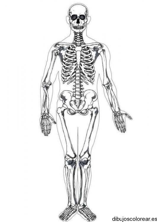 Dibujo de un esqueleto humano grande
