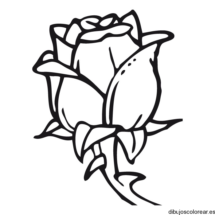 Dibujo de una rosa con espinas