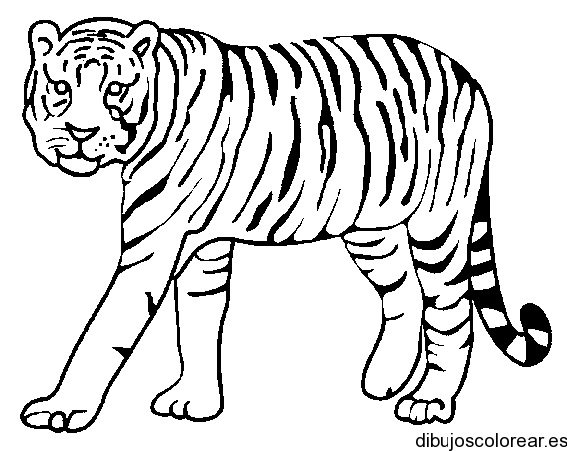 Dibujo de un gran tigre